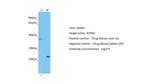 beta-1 Adrenergic Receptor Antibody in Western Blot (WB)