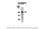 G3BP1 Antibody in Immunoprecipitation (IP)