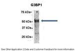 G3BP1 Antibody in Immunoprecipitation (IP)