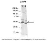 G3BP1 Antibody in Western Blot (WB)