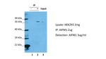 AIF Antibody in Immunoprecipitation (IP)