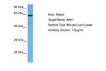 AIF Antibody in Western Blot (WB)