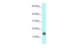 Serglycin Antibody in Western Blot (WB)