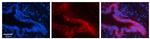 PSMA1 Antibody in Immunohistochemistry (Paraffin) (IHC (P))