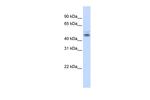 RDBP Antibody in Western Blot (WB)