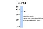 SRP54 Antibody in Western Blot (WB)