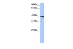 MRM1 Antibody in Western Blot (WB)