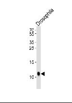 SUMO1 Antibody in Western Blot (WB)