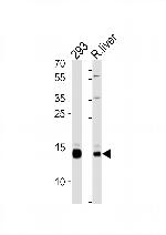 SUMO2/SUMO3 Antibody in Western Blot (WB)