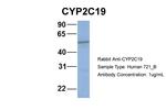 CYP2C19 Antibody in Western Blot (WB)