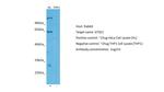 GTSE1 Antibody in Western Blot (WB)