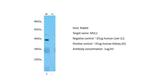 MUL1 Antibody in Western Blot (WB)