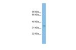 PCGF6 Antibody in Western Blot (WB)