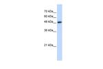 C14orf130 Antibody in Western Blot (WB)