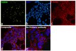 TGN46 Antibody in Immunocytochemistry (ICC/IF)