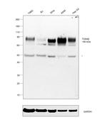 TGN46 Antibody in Western Blot (WB)