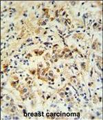 BID Antibody in Immunohistochemistry (Paraffin) (IHC (P))