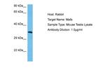 MAFA Antibody in Western Blot (WB)