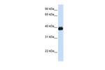 MAFA Antibody in Western Blot (WB)