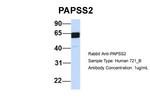 PAPSS2 Antibody in Western Blot (WB)