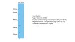 SULT1B1 Antibody in Western Blot (WB)