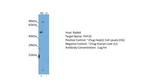 PHF10 Antibody in Western Blot (WB)