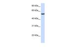 PHF10 Antibody in Western Blot (WB)