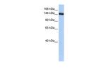 UGGT2 Antibody in Western Blot (WB)