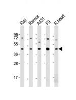 MCL-1 Antibody in Western Blot (WB)