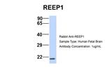 REEP1 Antibody in Western Blot (WB)