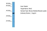 WNT3 Antibody in Western Blot (WB)