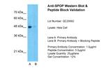 SPOP Antibody in Western Blot (WB)