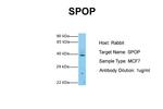 SPOP Antibody in Western Blot (WB)