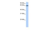 EBF4 Antibody in Western Blot (WB)