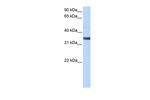 SPON2 Antibody in Western Blot (WB)