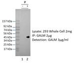 GALM Antibody in Immunoprecipitation (IP)