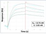 OMA1 Antibody in Surface plasmon resonance (SPR)