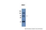OMA1 Antibody in Western Blot (WB)