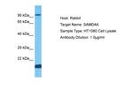 SAMD4A Antibody in Western Blot (WB)