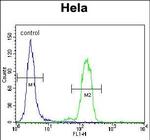 BAD Antibody in Flow Cytometry (Flow)