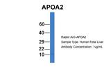 ApoA2 Antibody in Western Blot (WB)