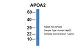 ApoA2 Antibody in Western Blot (WB)