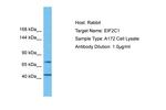 AGO1 Antibody in Western Blot (WB)