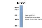 AGO1 Antibody in Western Blot (WB)