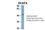 DCAF4 Antibody in Western Blot (WB)