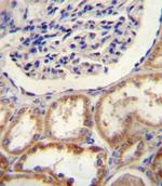 HTRA1 Antibody in Immunohistochemistry (Paraffin) (IHC (P))