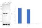 HTRA1 Antibody in Western Blot (WB)