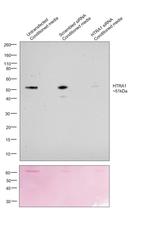 HTRA1 Antibody in Western Blot (WB)