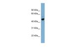 ONECUT2 Antibody in Western Blot (WB)