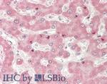 Adiponectin Receptor 2 Antibody in Immunohistochemistry (Paraffin) (IHC (P))